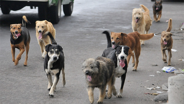 Perros callejeros