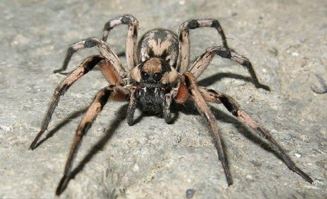 Encuentran una araña parecida a Aragog, de 