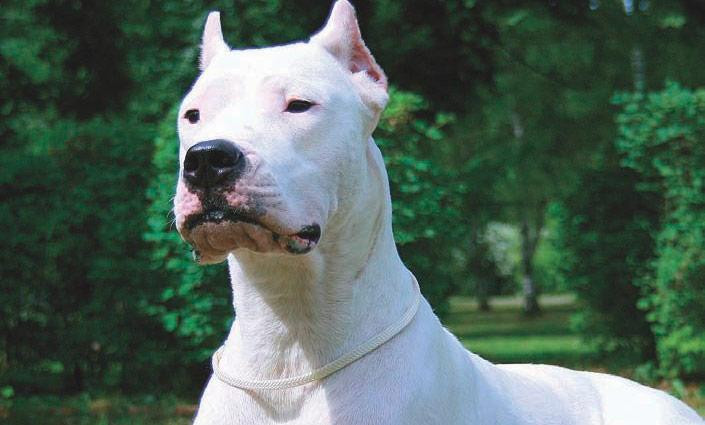 Raza de perros - bozal en Buenos Aires