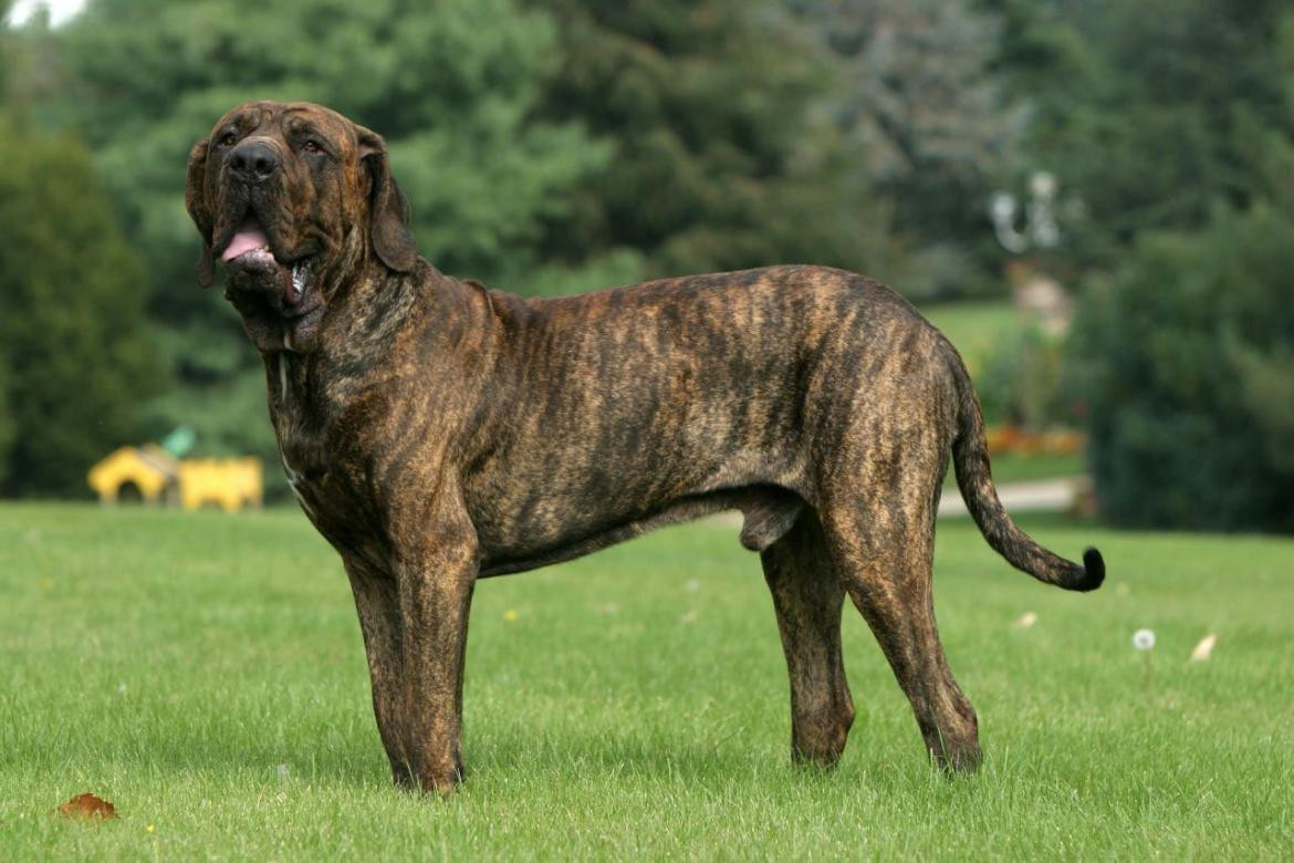 Raza de perros - bozal en Buenos Aires