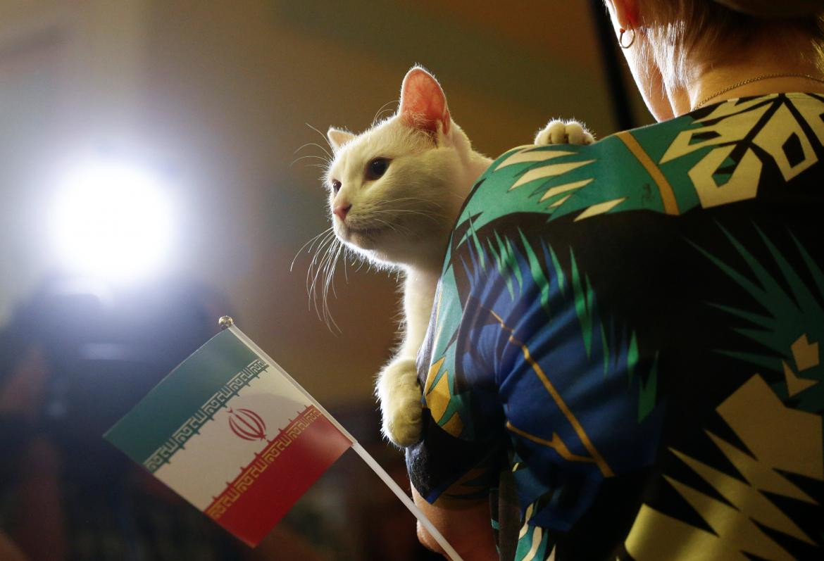 Gato Aquiles, pronosticador Mundial Rusia, Reuters