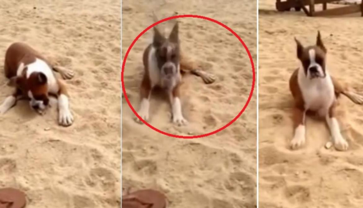 Video viral - perro en la playa