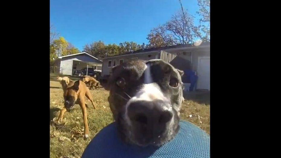 Video viral - perro GoPro