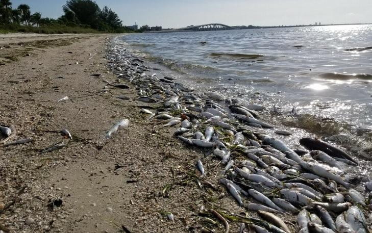 Marea roja que mata animales marinos en Florida