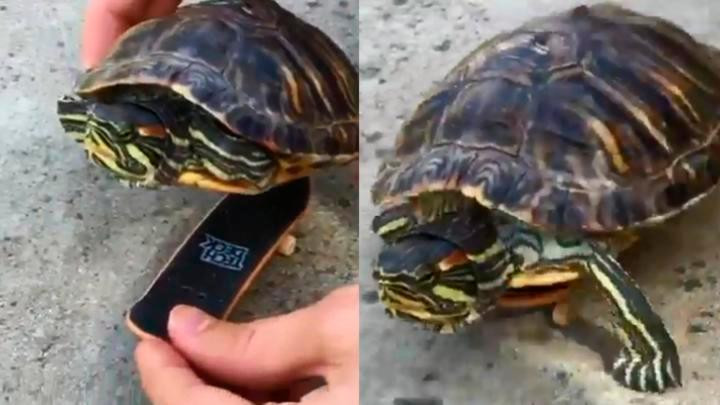 Tortuga skater