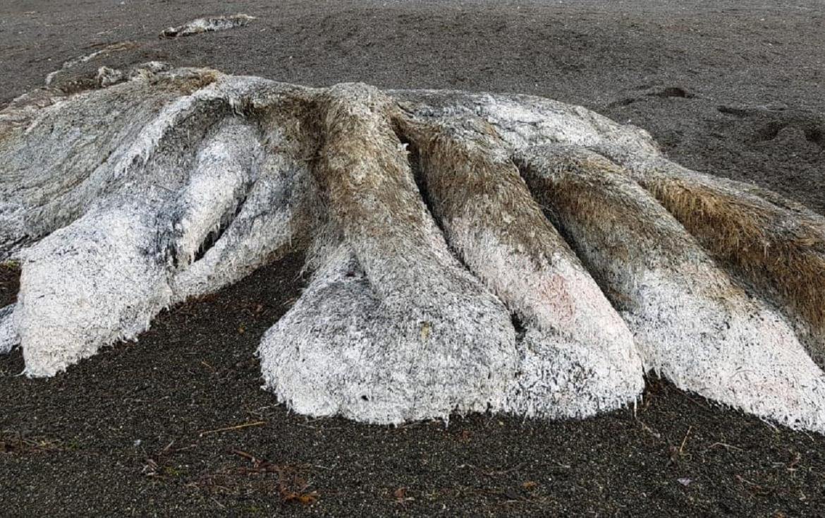 Misterio en el mar, monstruo peludo en el Extremo Oriente de Rusia	