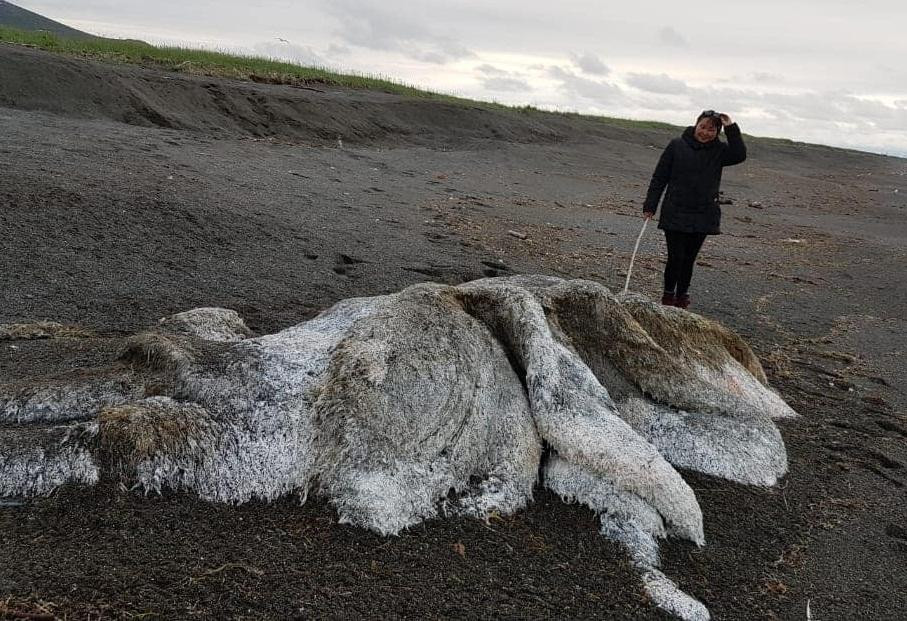 Misterio en el mar, monstruo peludo en el Extremo Oriente de Rusia	