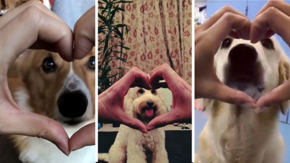 Snoot Challenge, nuevo viral de perros