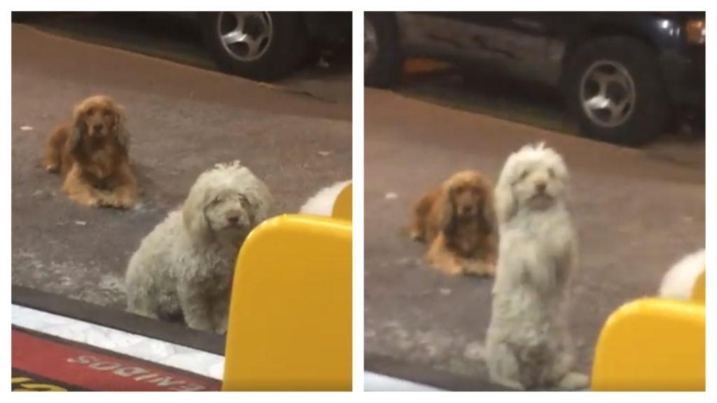 Perrito pide comida