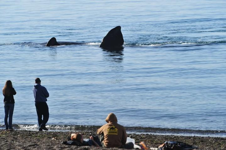 Ballenas - Puerto Madryn