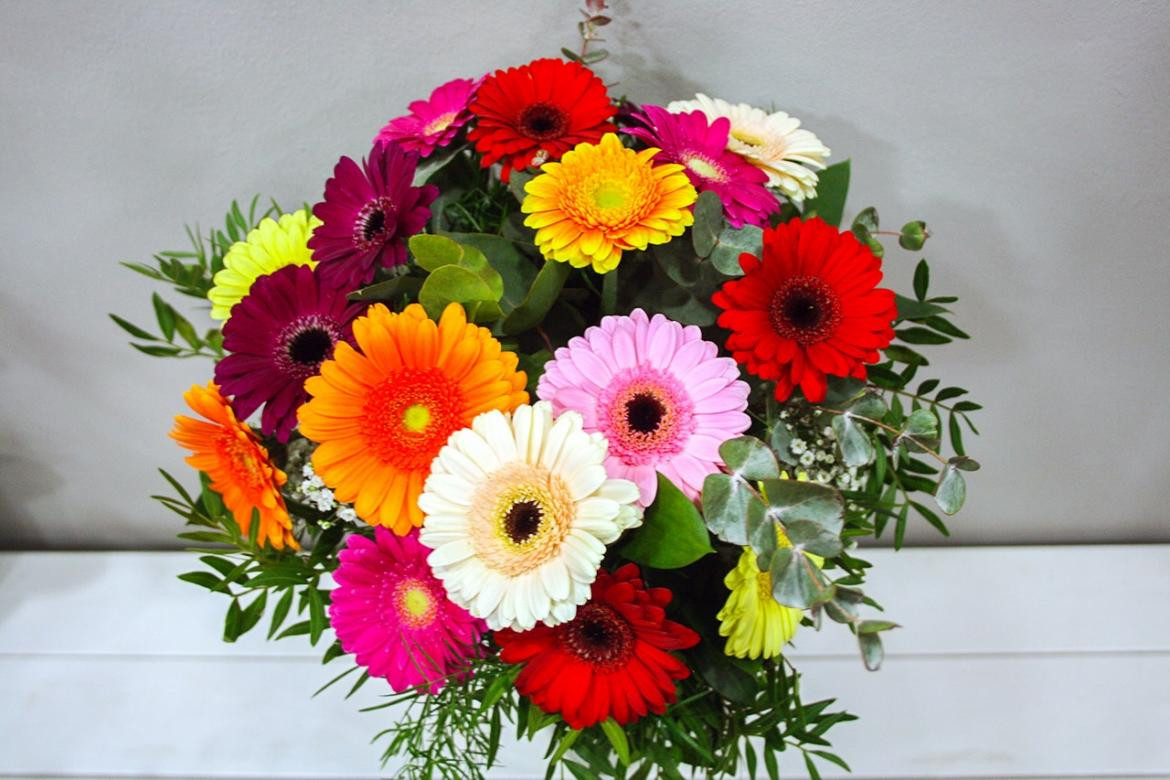 Gerberas, flores, primavera