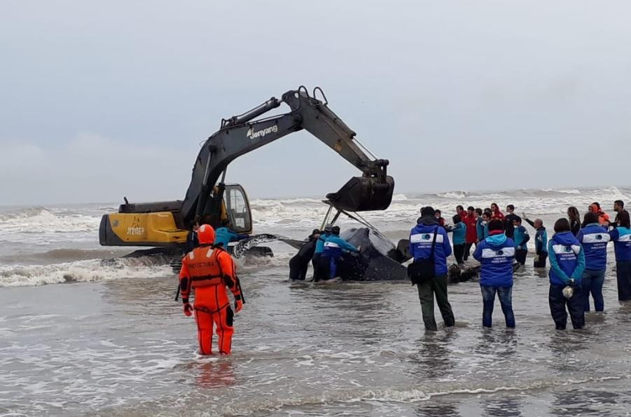 Ballena encallada en Mar del Tuyu