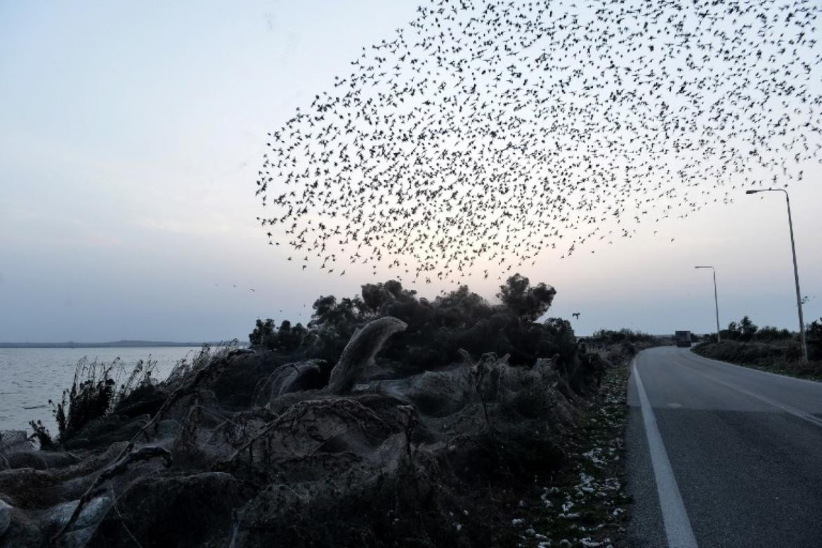 Telaraña gigante cubre una playa de Grecia