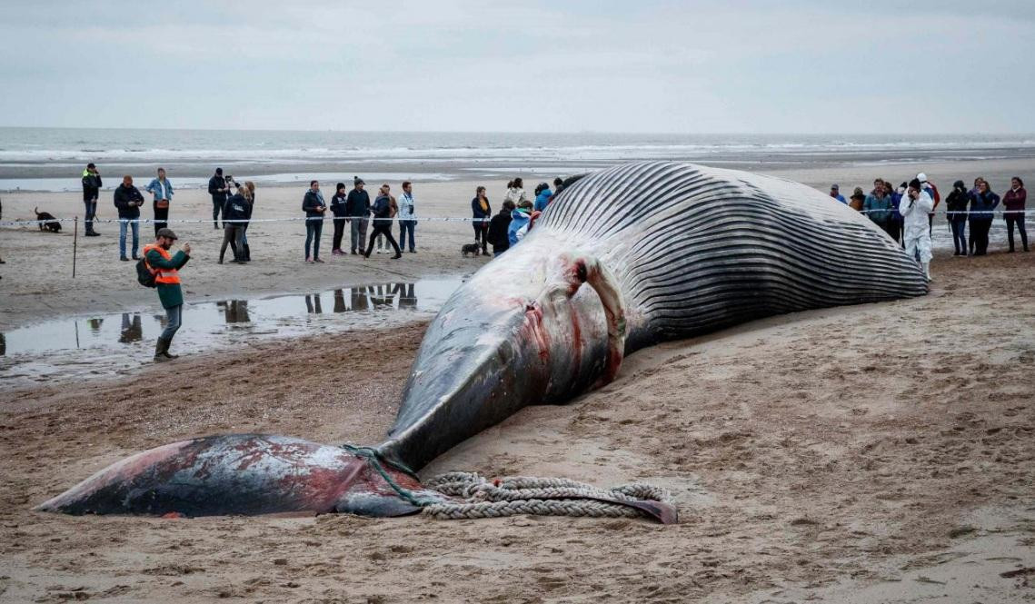 Ballena encontrada en la costa de Bélgica