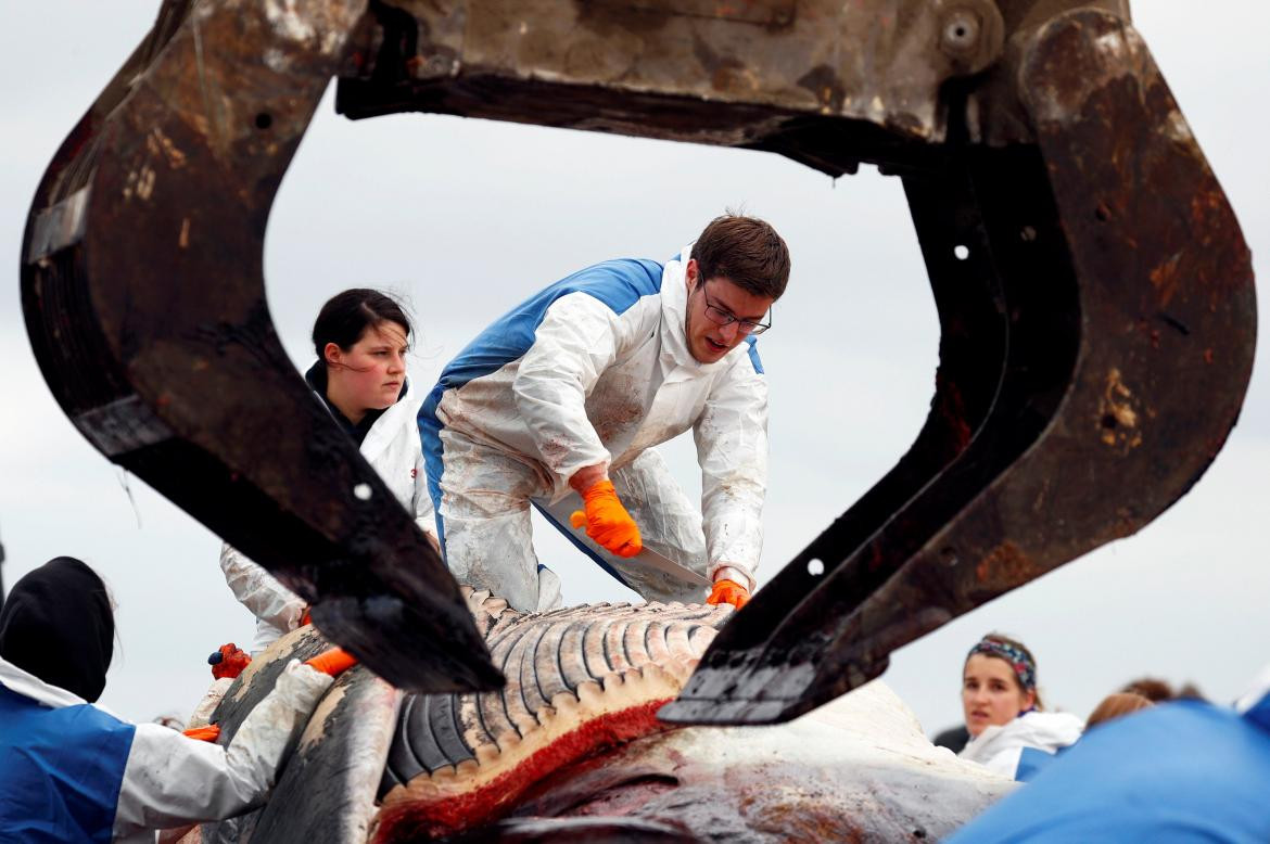 Ballena encontrada en la costa de Bélgica (Reuters)