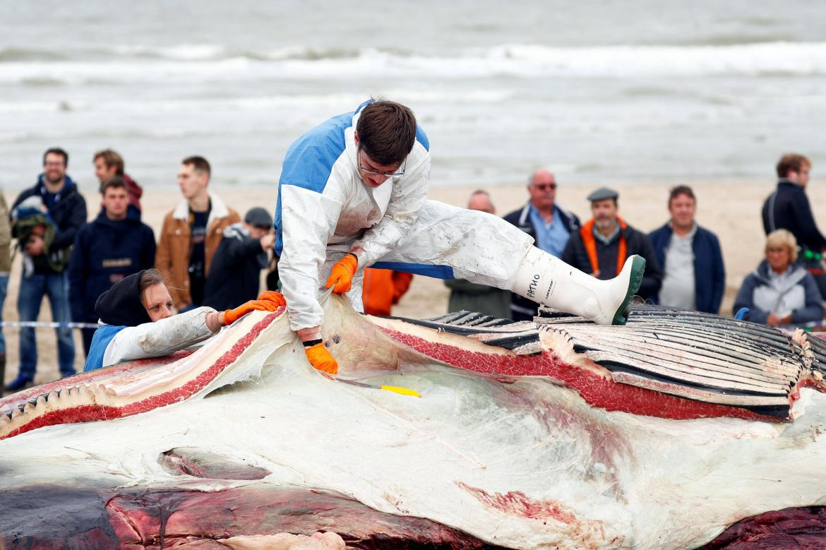 Ballena encontrada en la costa de Bélgica (Reuters)