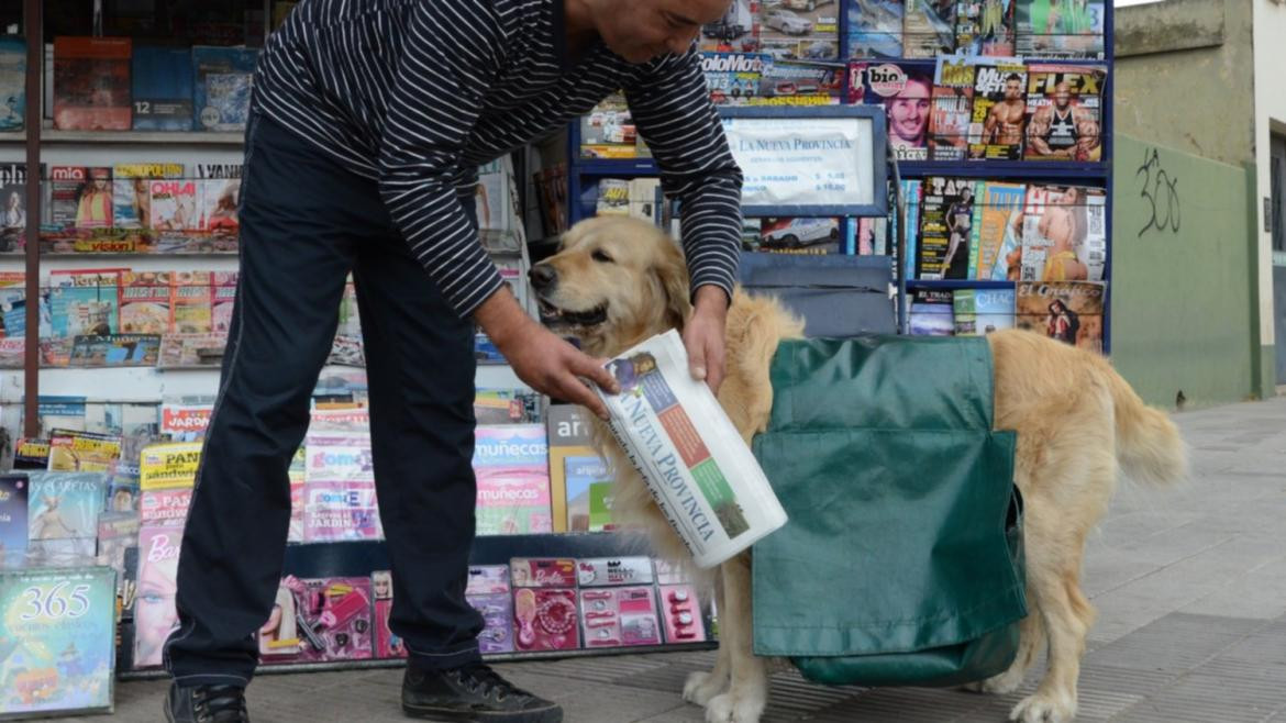 Murió Buddy, el perro canillita que compraba su propio alimento