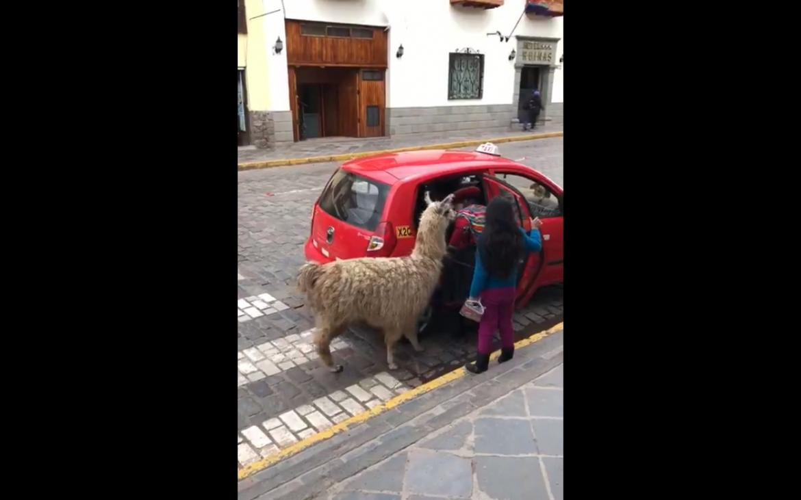 Llama se toma un taxi en Perú