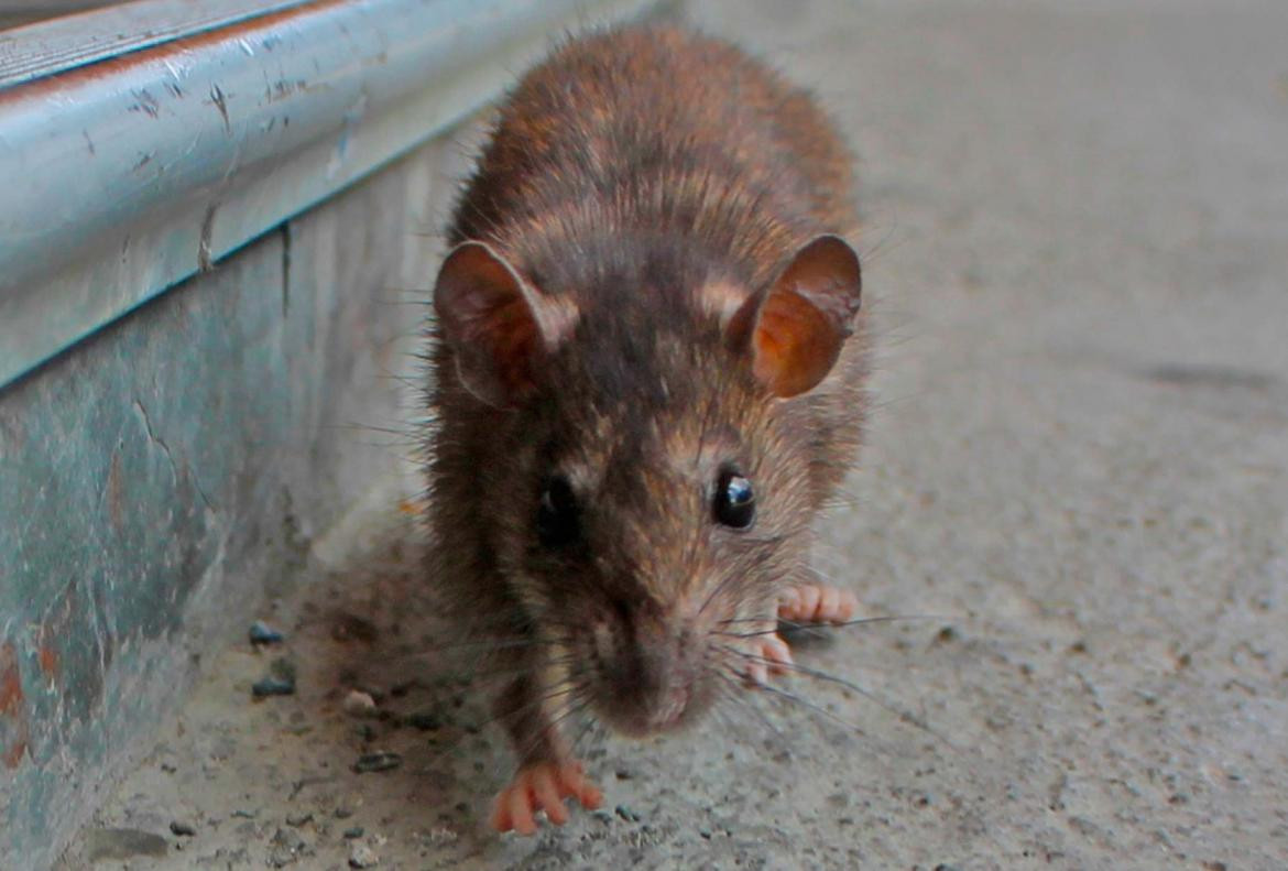 Hantavirus, ratas, ratones