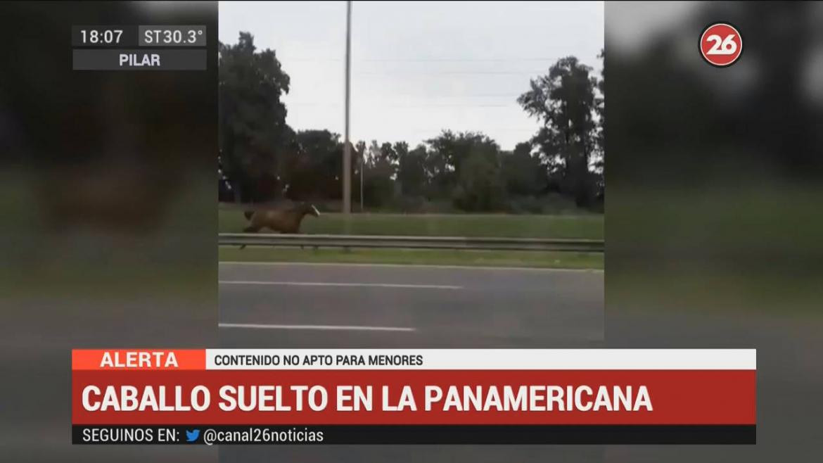 Caballo suelto en plena Panamericana