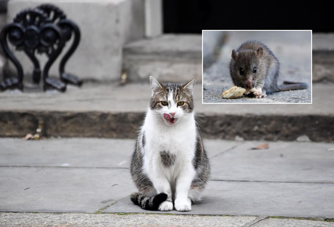 Gato, Rata, Ratón, animales, hantavirus