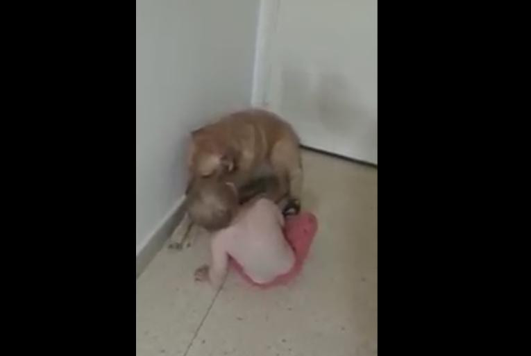 Video viral - perro y bebé