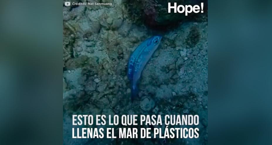 Hope! - Esto pasa cuando llenas el mar de plástico