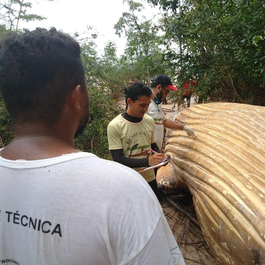 Encontraron una ballena muerta en el Amazonas