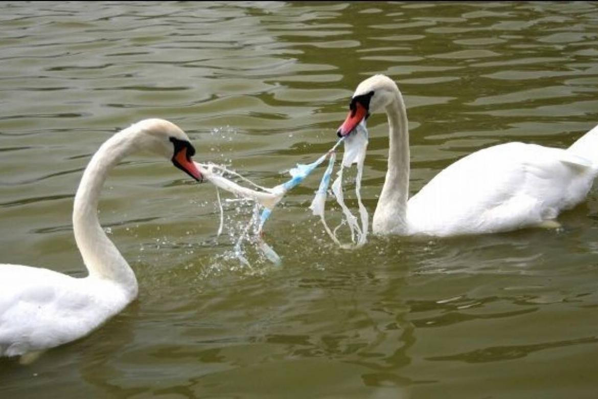 Plástico y el riesgo para las aves