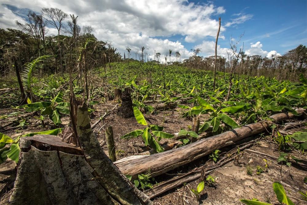 Día Internacional de la Tierra: los 5 problemas que enfrenta el medio ambiente	