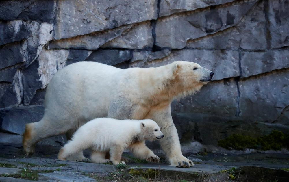 Osos polares, especies en peligro, cambio climático, Reuters