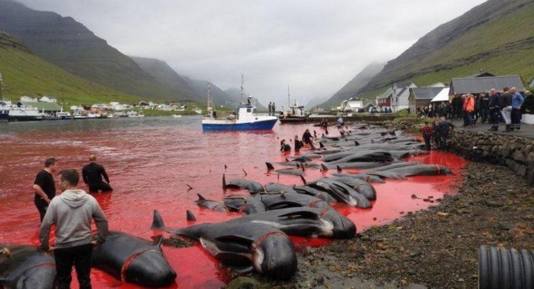 Masacraron a 250 ballenas y delfines en las Islas Feroe