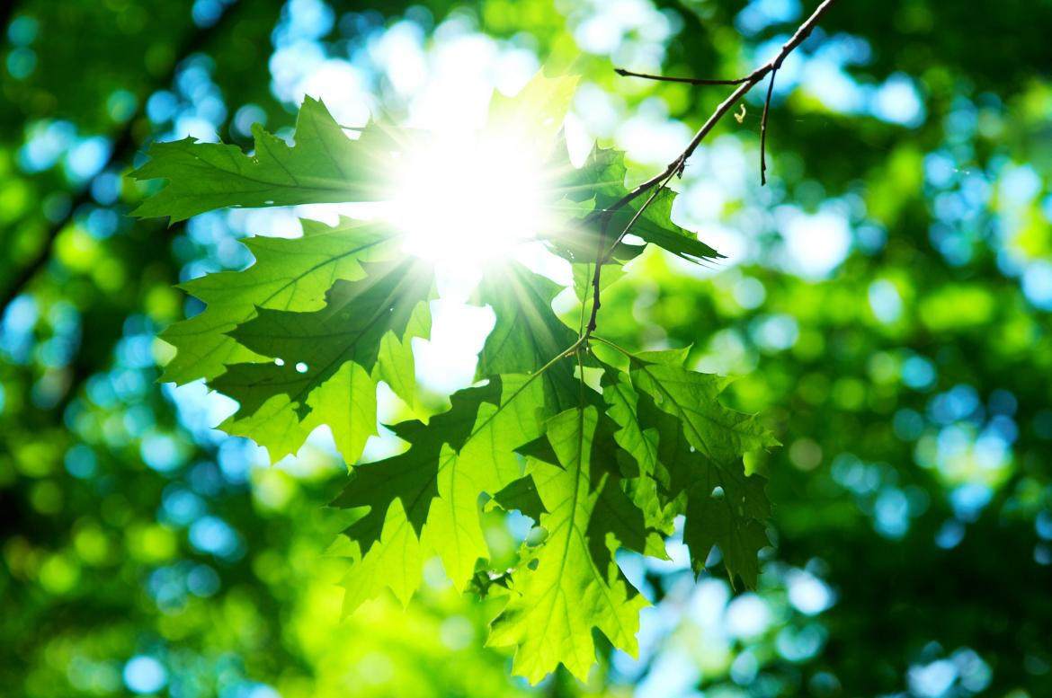 Medio Ambiente, Naturaleza, Ecología