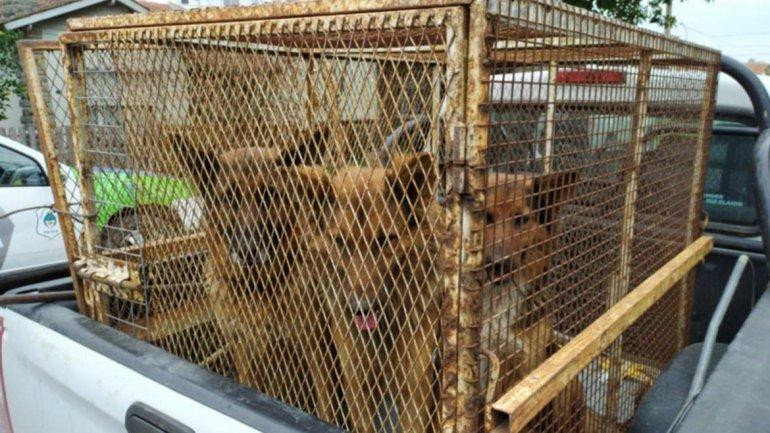 Perros que atacaron a una mujer en Mar del Plata