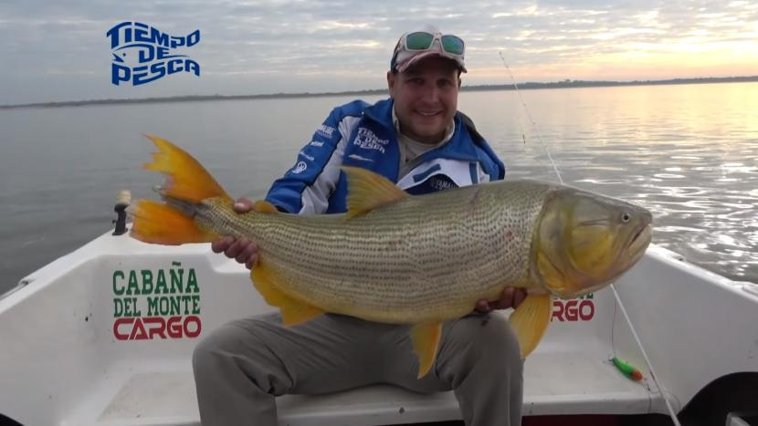 Video viral, pesca de dorado gigante