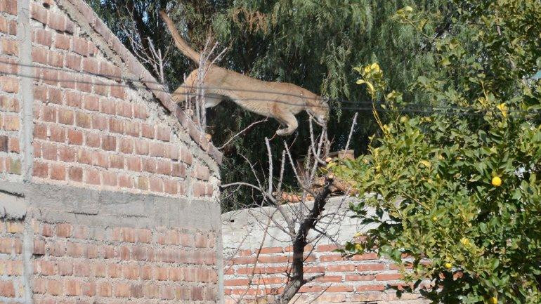 Puma, Neuquén