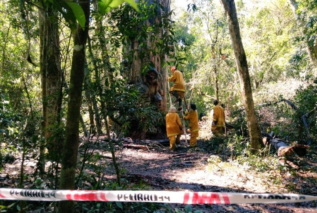 Incendio de la grapia milenaria, árbol más antiguo de Misiones, Twitter