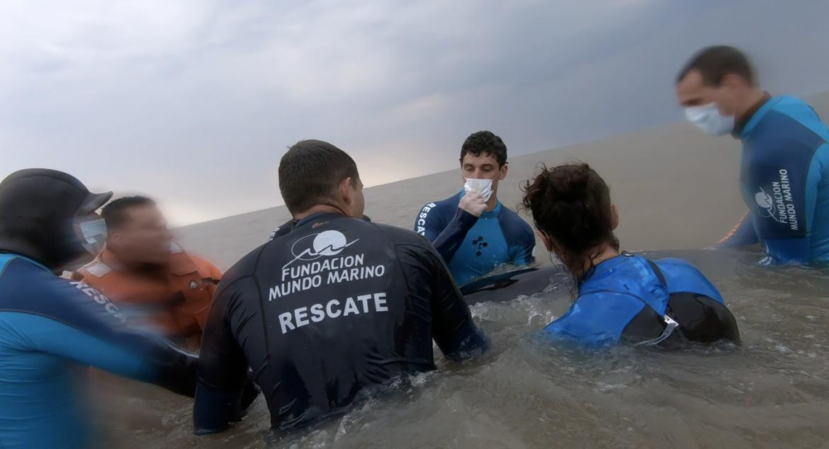 Regreso al mar de una ballena Minke varada en Punta Rasa