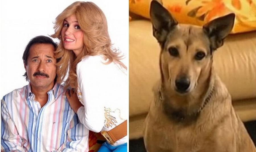 Fatiga, perro de Casados con hijos