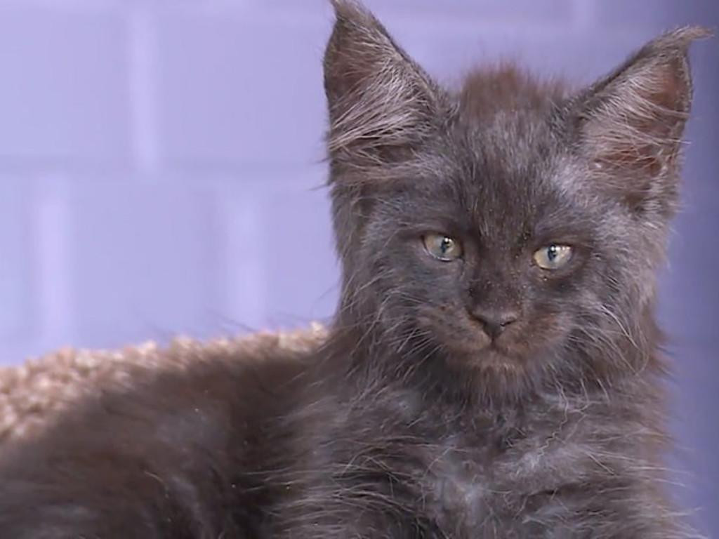 Gato con cara de humano es furor en las redes