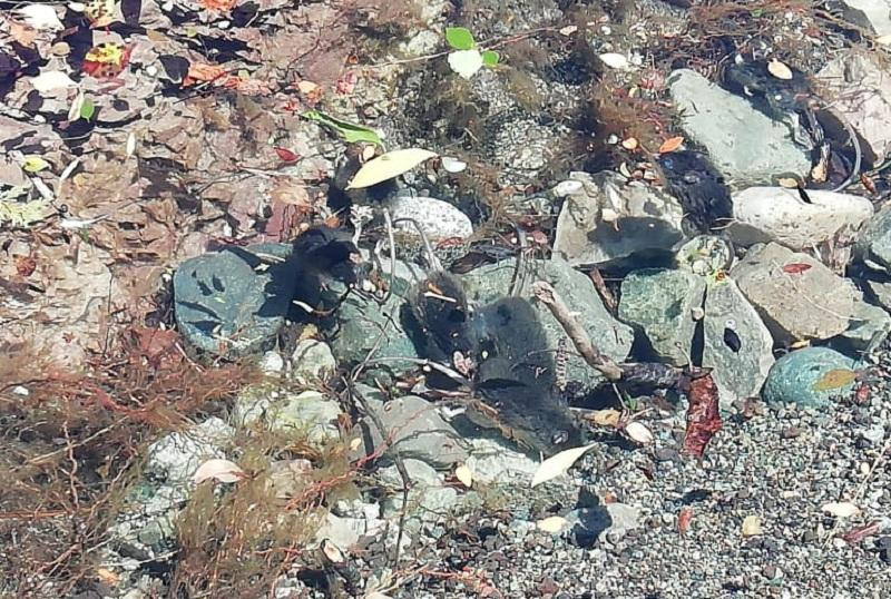 Invasión de ratas en la cordillera patagónica	