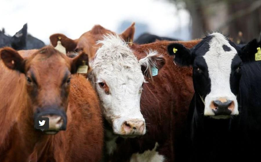 Vacas en una granja en Azul, en Buenos Aires, Argentina