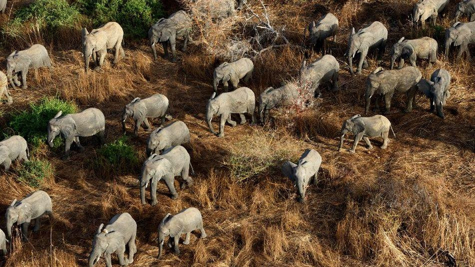 Parque Nacional Zakouma, Chad