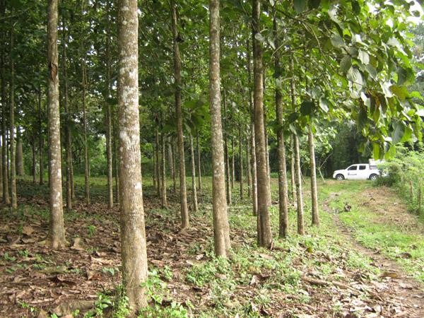 Madera cultivada, info general