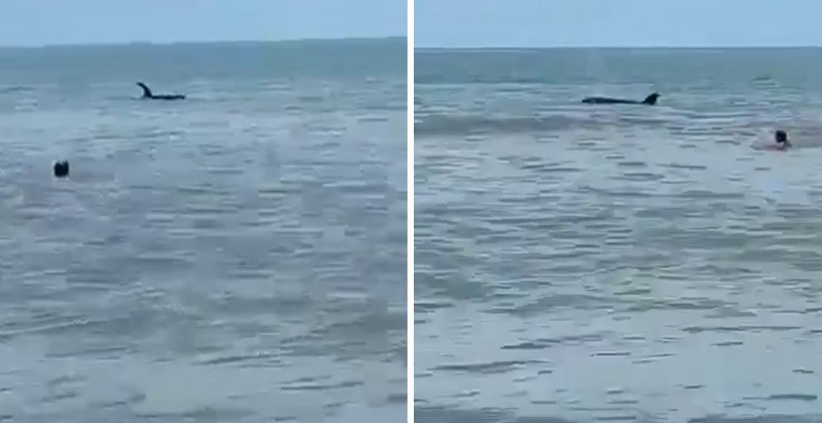 Orcas en Monte Hermoso