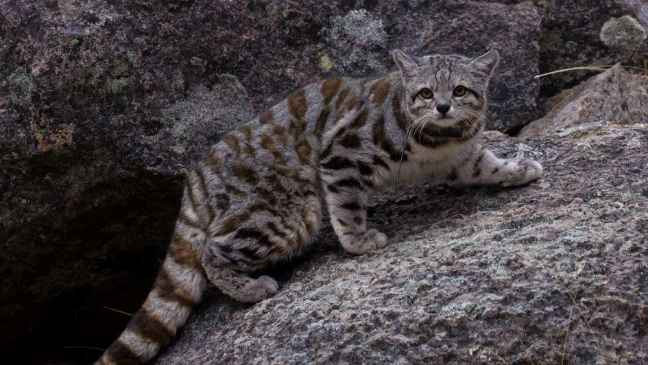 Gato andino, animal