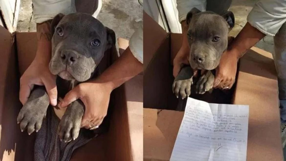 Perrito abandonado en México