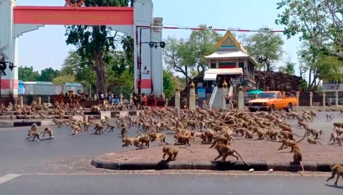 Coronavirus, Tailandia, pandemia, monos hambrientos en las calles