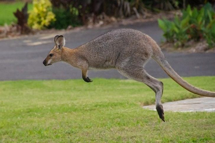 Canguro, Australia, animales, coronavirus, cuarentena