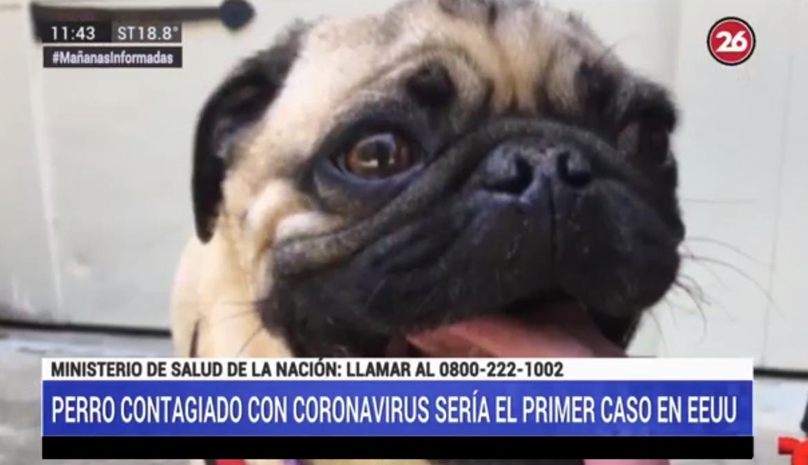 Perro infectado de coronavirus en EEUU, nota Canal 26